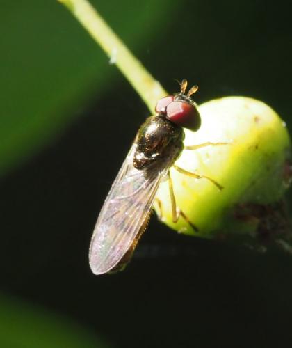 Melanostoma mellinum